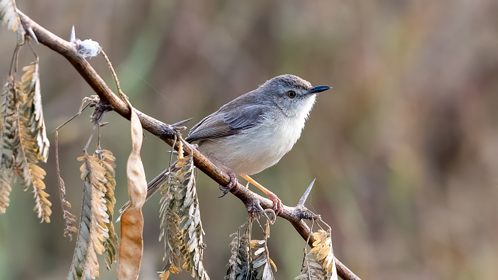 Plain Prinia